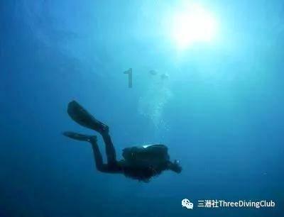 飞天小猪仔
